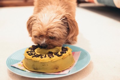 ケーキを食べる犬
