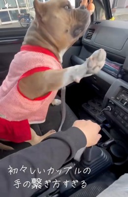 手を上げるリリーちゃん