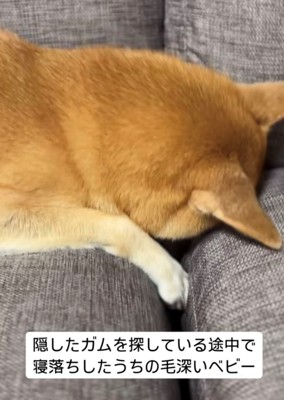 ソファの隙間に顔を突っ込む柴犬6