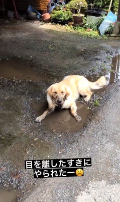 水溜まりに入るむぎちゃん4