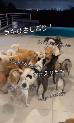 32匹の保護犬たちのお出迎え6