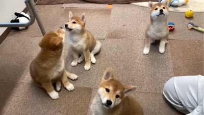 色々な方向を向く4匹の子犬