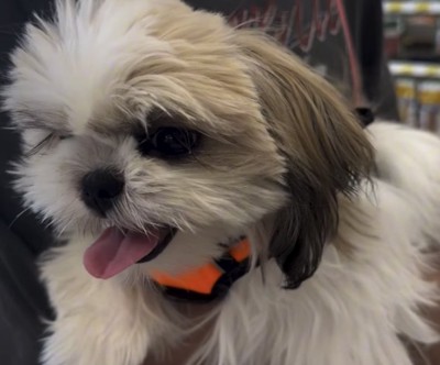 楽しそうな表情の犬