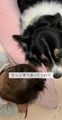 赤ちゃんに寄り添って寝る犬