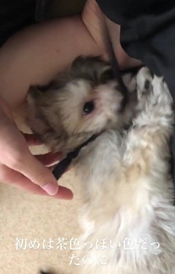 マルチーズとチワワのミックス
