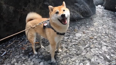 ナラちゃんとソラくんの沢登り8