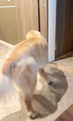 ドアに向かう大型犬