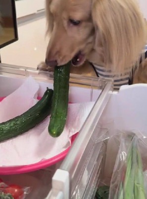 冷蔵庫からきゅうりを奪取