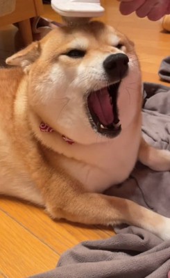 あくびが出たまろんちゃん