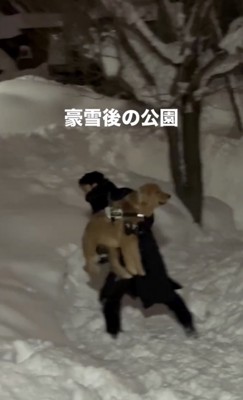 豪雪！