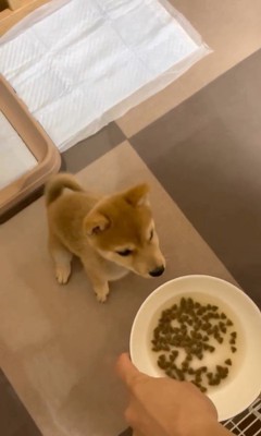 えだまめ君の初めての「待て」4