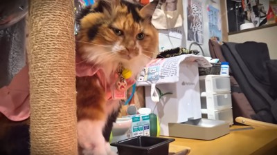 ディス子さんも見守っています