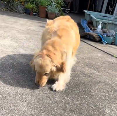 投稿者の方へ向かいながらしっぽを大きく振る犬