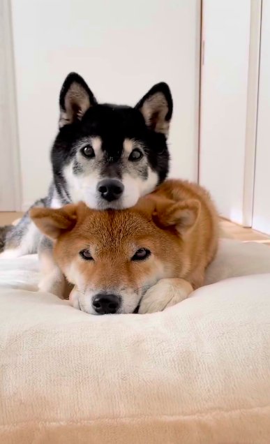 伏せた柴犬の頭に顎を乗せるように重なる別の柴犬