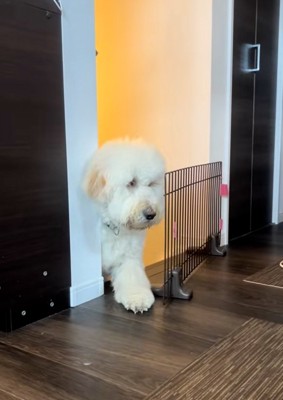 通れない栗丸くん