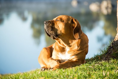 眩しそうな犬