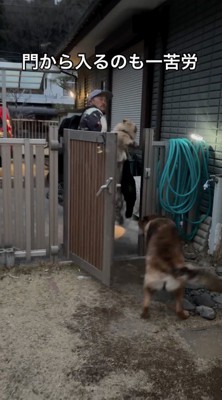 男性に向かってジャンプするチェコスロバキアン・ウルフドッグ