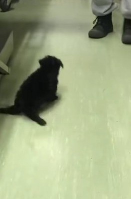 後ろ足が動かなかった