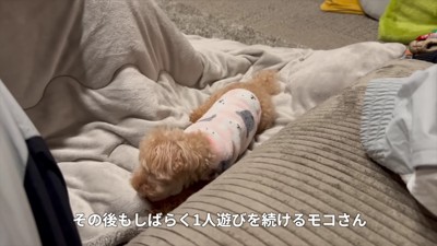 遊びはじめちゃった