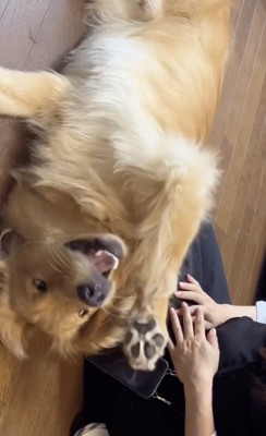 今日はナデナデして