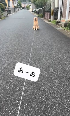 散歩を拒否する大型犬