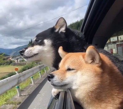 窓から入る風を受けて気持ちよさそうな顔の柴犬2匹