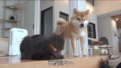 猫の隣で窓の外を見る犬