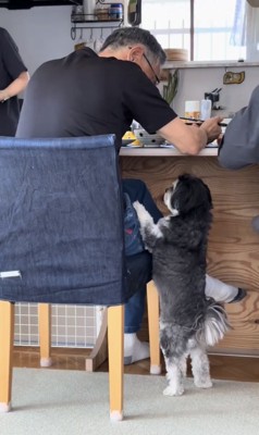 足元でおねだりする犬