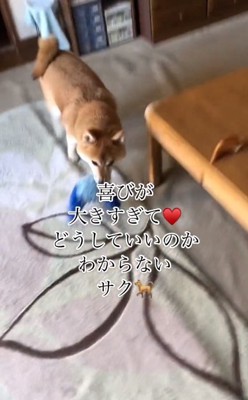 おもちゃを咥えて走る朔くん