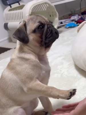 飼い主を見つめながらお手の練習をする子犬