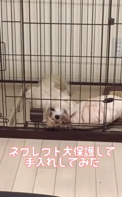 ケージの中の茶々ちゃん