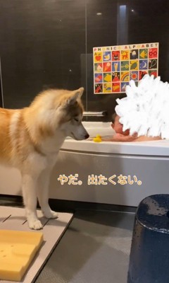 お風呂で遊ぶ赤ちゃんと茶々丸くん5