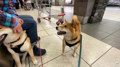 ナラちゃん&ソラくんとママの再会7