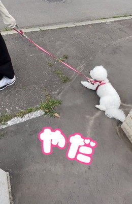 散歩拒否するもこちゃん