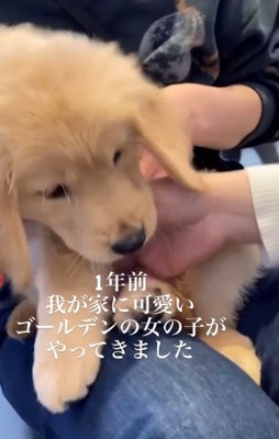 膝の上の子犬