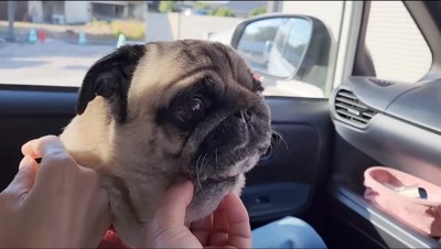 男性にアゴを撫でられる犬