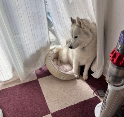 猫の圧にも屈しない
