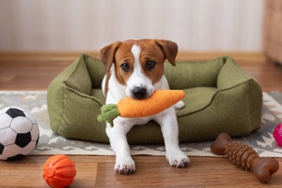おもちゃをくわえる犬