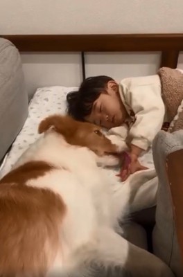 息子さんの手を舐めるラスカルくん