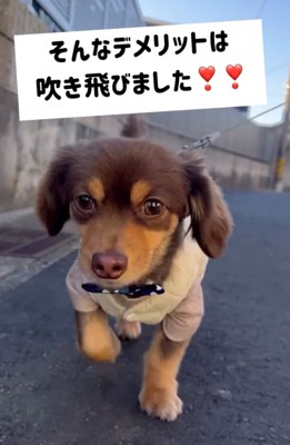 お散歩中の犬