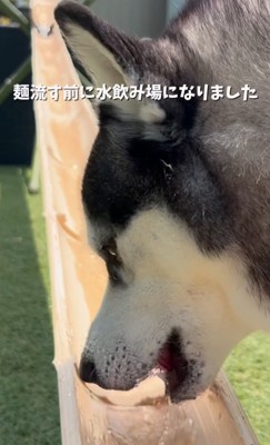 水を飲む大型犬