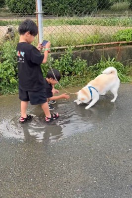水たまりで遊ぶスズちゃんたち6
