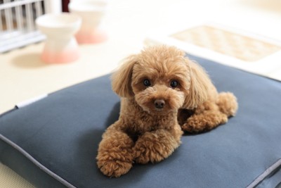 クッションに寝そべる犬