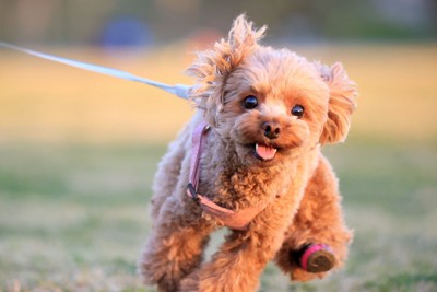 茶のトイプードル