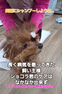 ボサボサの犬