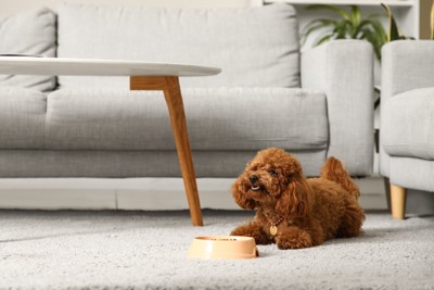 ご飯を前にした犬