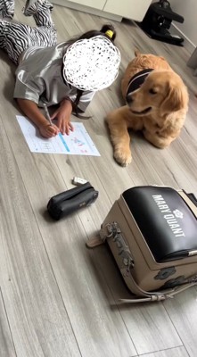 勉強をする女の子の隣でくつろぐ犬