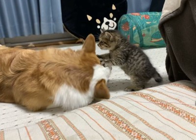 前足でコーギーを踏む子猫