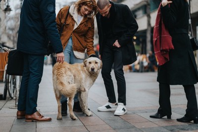 人に囲まれている犬