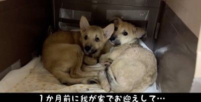 震えるセンとハク